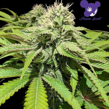 Sleepy Joe - Anesia Seeds - Organic Grow