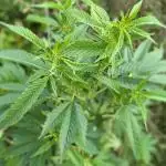 Guerilla Regular Diesel Action - Clone