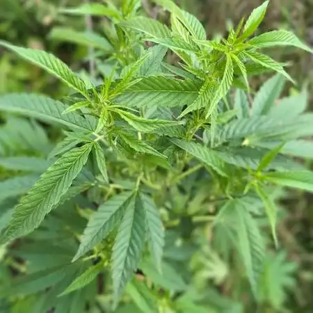 Guerilla Regular Diesel Action - Clone