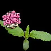 Double Gum - White Label - BTNL
