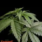 DMO Grapefruit #2 - Good Times Genetics