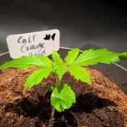 Cali Orange Bud - BioTabs.nl Grow