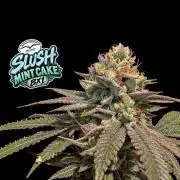 Slush Mint Cake - DP - Bio Tabs NL Grow