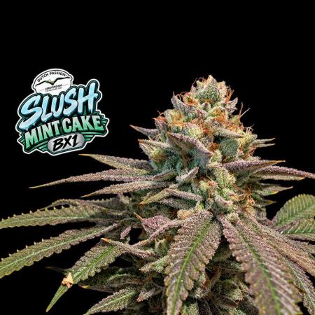 Slush Mint Cake - DP - Bio Tabs NL Grow