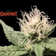 DMO Grapefruit #1 - Good Times Genetics