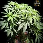 Peach Frosting - Paradise Seeds -Organic