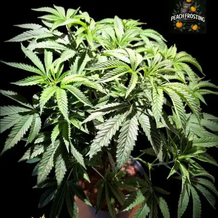 Peach Frosting - Paradise Seeds -Organic