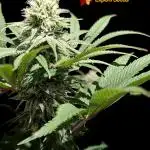 GG#4 Regular - Expert Seeds