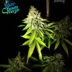 Good Times Genetics: Blue Cream Haze Reg