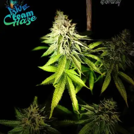 Good Times Genetics: Blue Cream Haze Reg