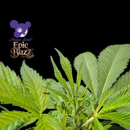 Epic Buzz - Anesia - Weedefix - VS.