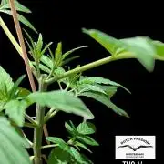 THC - Victory #2 - Sponsored by Biotabs