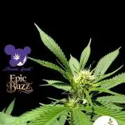 Epic Buzz - Anesia - Bio Tabs NL - VS.