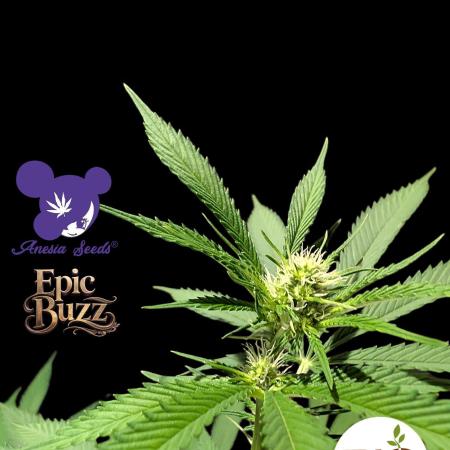 Epic Buzz - Anesia - Bio Tabs NL - VS.