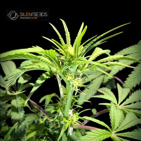 Pink Sunset #2 - Silent Seeds - Organic