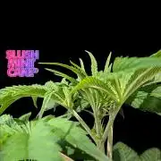 Slush Mint Cake - DP - Bio Tabs NL Grow