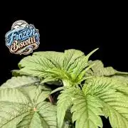 Frozen Biscotti - Dutch Passion - BTNL