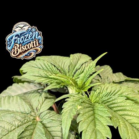 Frozen Biscotti - Dutch Passion - BTNL