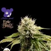 Epic Buzz - Anesia - Bio Tabs NL - VS.