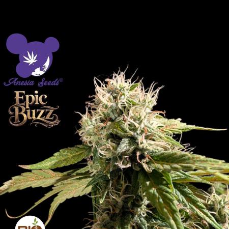 Epic Buzz - Anesia - Bio Tabs NL - VS.
