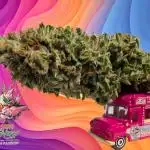 Ice Cream Haze - Dutch Passion Contest