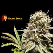 GG#4 Regular - Expert Seeds