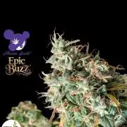 Epic Buzz - Anesia - Bio Tabs NL - VS.