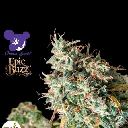 Epic Buzz - Anesia - Bio Tabs NL - VS.