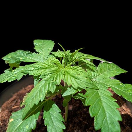 Cali Orange Bud - BioTabs.nl Grow