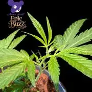 Epic Buzz - Anesia - Bio Tabs NL - VS.