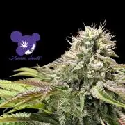 Sleepy Joe - Anesia Seeds - Organic Grow