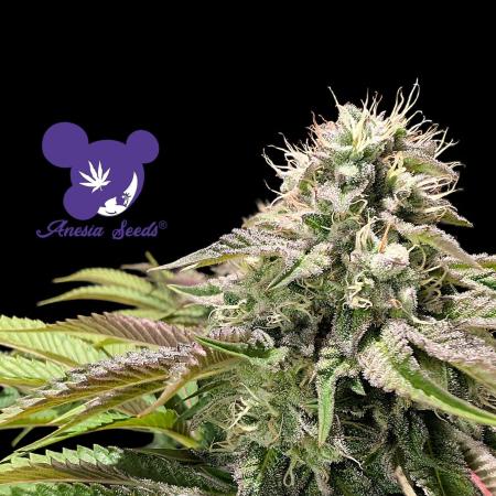 Sleepy Joe - Anesia Seeds - Organic Grow