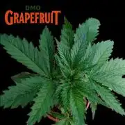 DMO Grapefruit #2 - Good Times Genetics