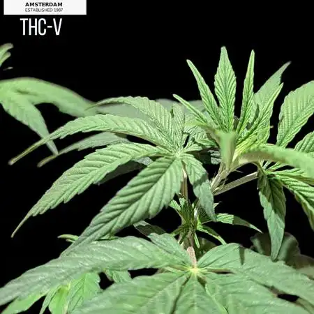 THC - Victory #2 - Sponsored by Biotabs