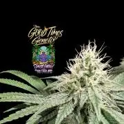 Sunset Monkey - Good Times Genetix - BTN
