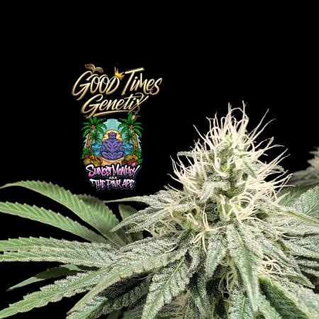 Sunset Monkey - Good Times Genetix - BTN