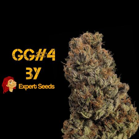 GG#4 Regular - Expert Seeds
