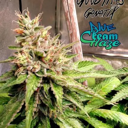 Good Times Genetics: Blue Cream Haze Reg