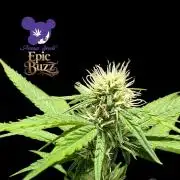Epic Buzz - Anesia - Weedefix - VS.