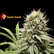 GG#4 Regular - Expert Seeds