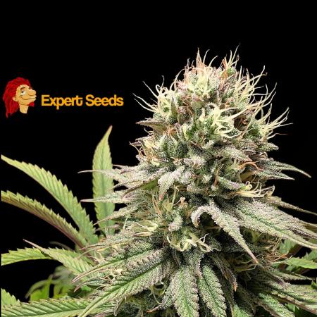 GG#4 Regular - Expert Seeds