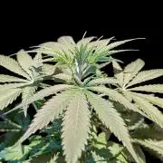 Cali Orange Bud - BioTabs.nl Grow