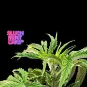 Slush Mint Cake - DP - Bio Tabs NL Grow