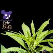 Epic Buzz - Anesia - Weedefix - VS.