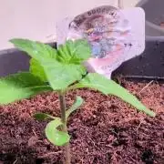 Snapple Apple - Sponsored by Biotabs