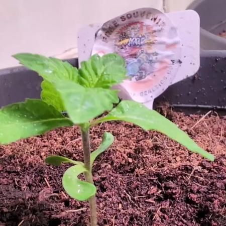 Snapple Apple - Sponsored by Biotabs