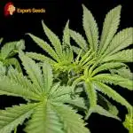 GG#4 Regular - Expert Seeds