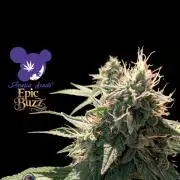 Epic Buzz - Anesia - Weedefix - VS.