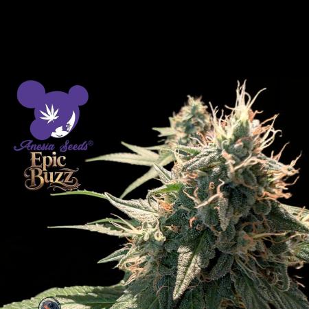 Epic Buzz - Anesia - Weedefix - VS.