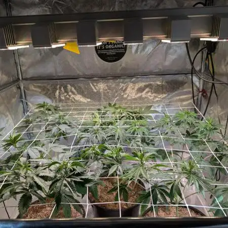Good Times Genetics: Blue Cream Haze Reg